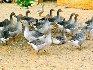 Voyage au coeur de la Dordogne