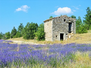 Lavender Season